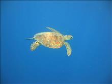 Cruise to the habitat of sea turtles Caretta-Caretta